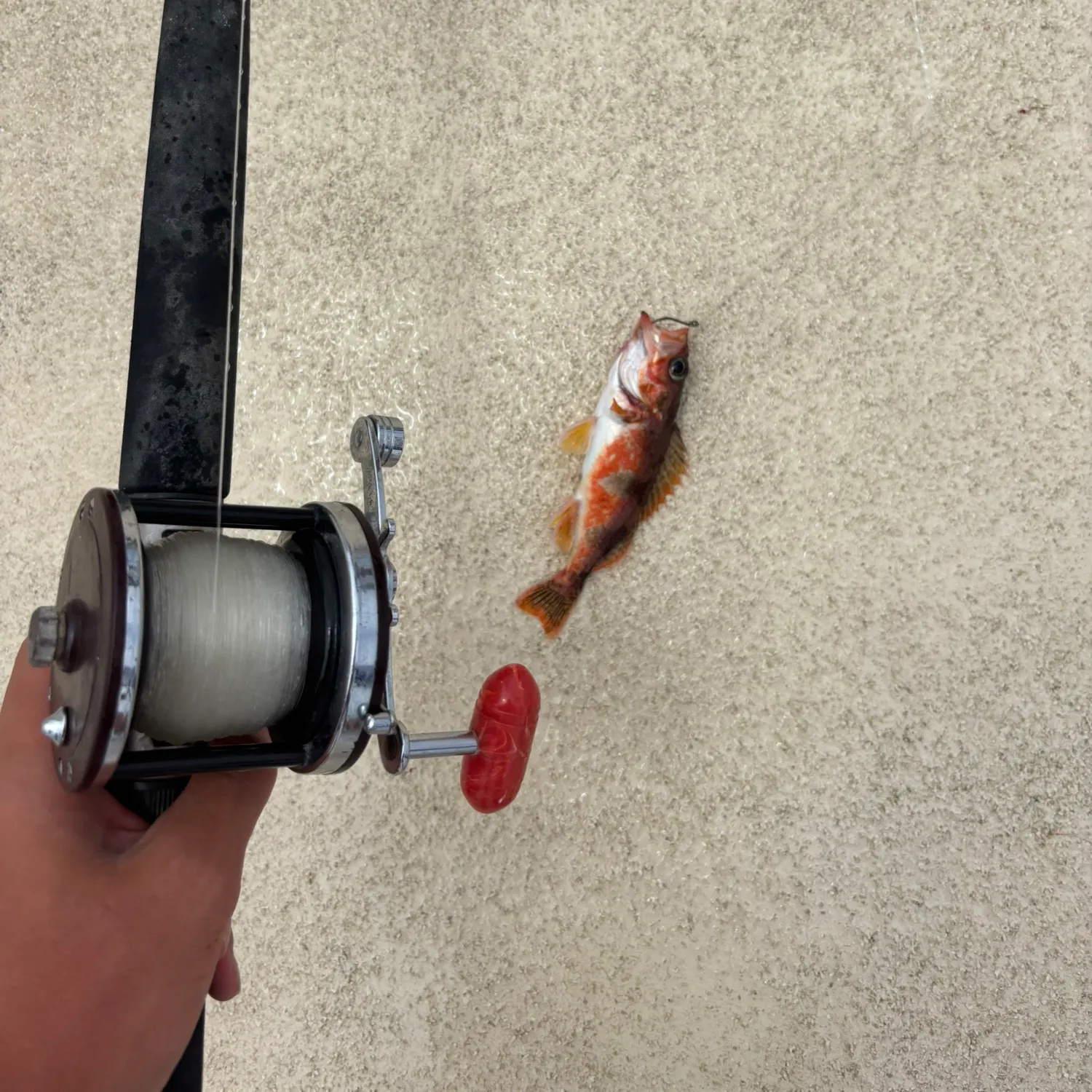 The most recent Halfbanded rockfish catches on Fishbrain