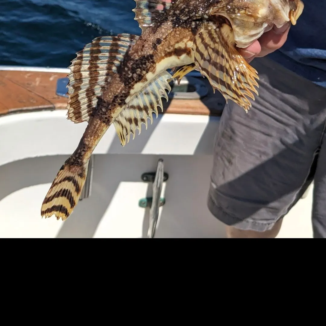 The most recent Longhorn sculpin catches on Fishbrain