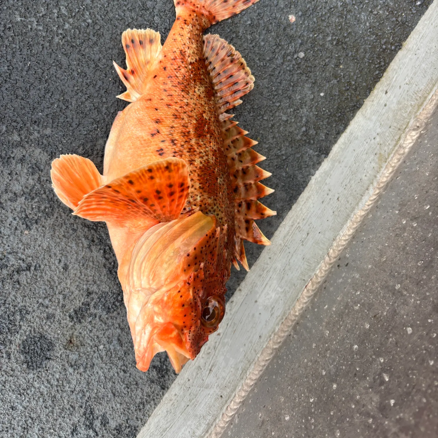 The most recent California scorpionfish catches on Fishbrain