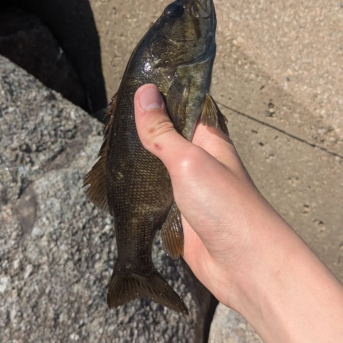 The most recent Smallmouth bass catches on Fishbrain