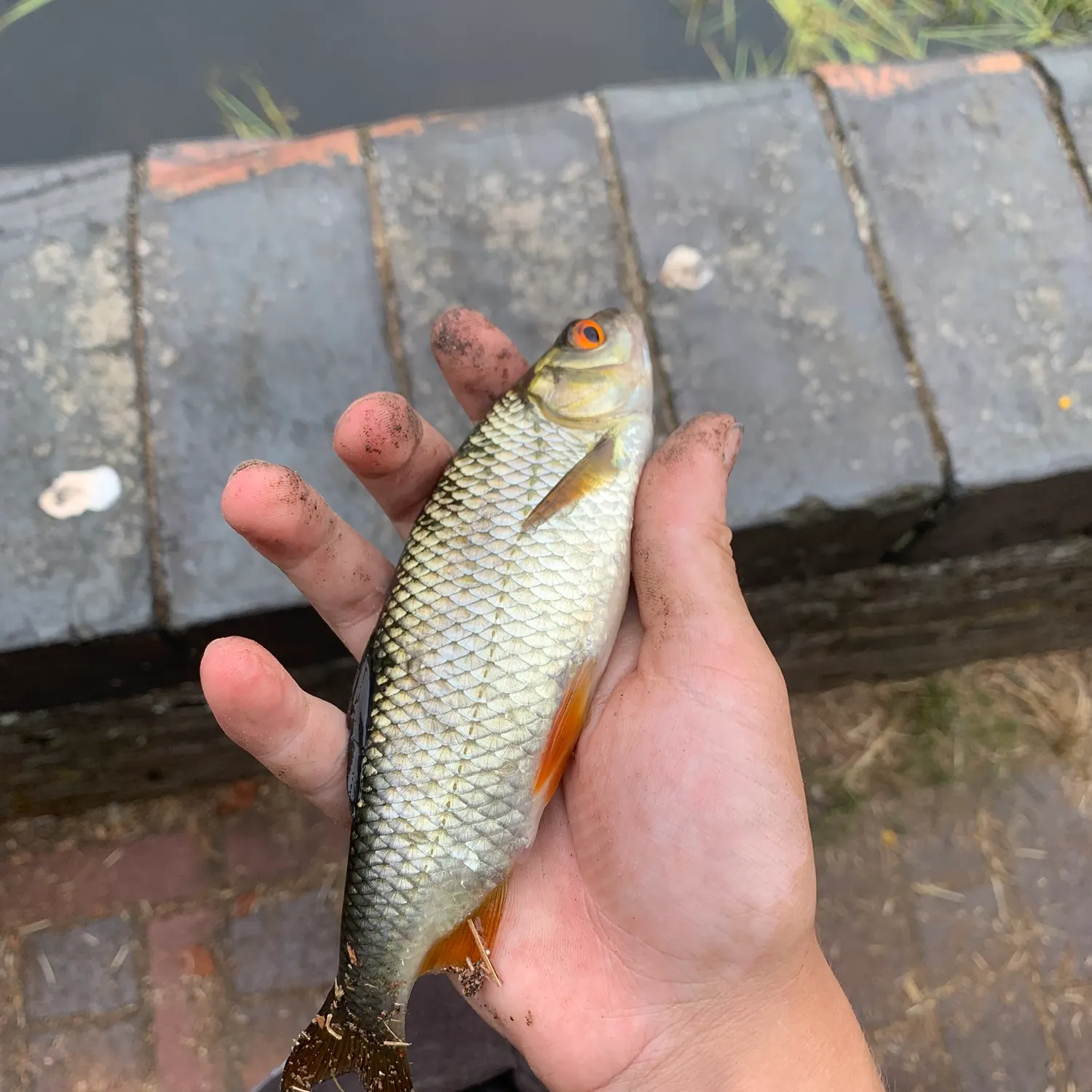 The most recent Common roach catches on Fishbrain