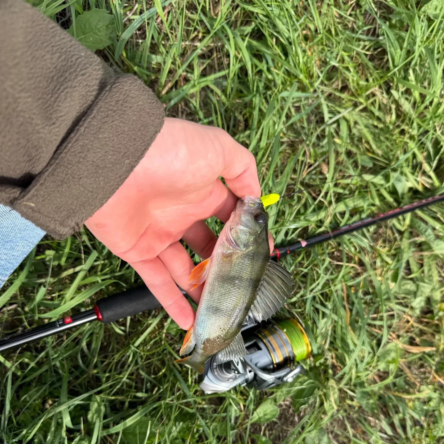 European perch caught on Fishbrain