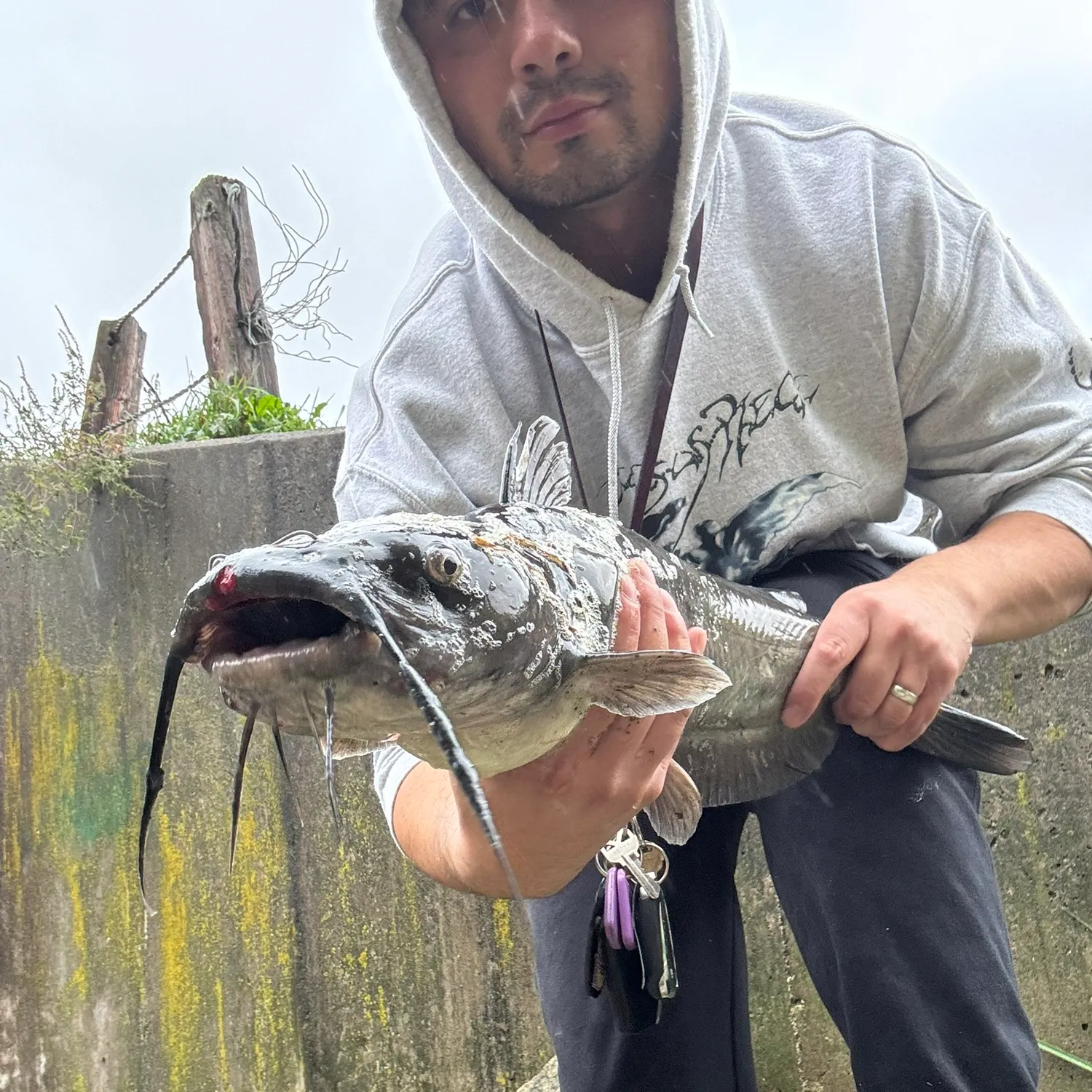 Channel catfish caught on Fishbrain