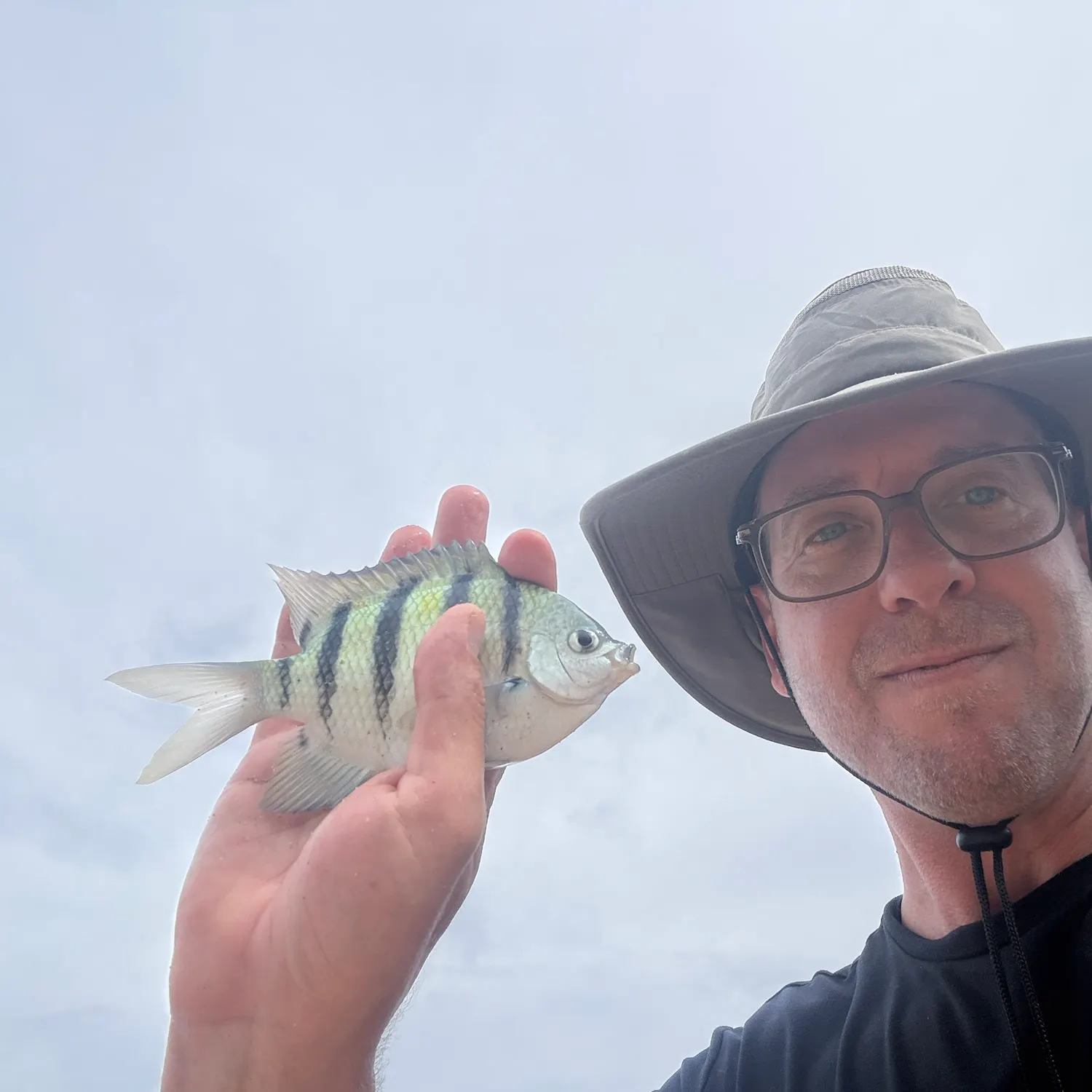 The most recent Hawaiian sergeant major catches on Fishbrain