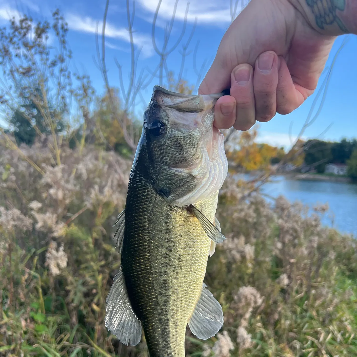 Largemouth bass caught on Fishbrain