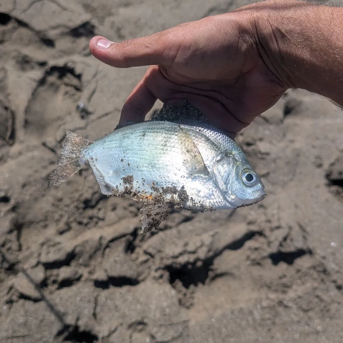 Silver surfperch caught on Fishbrain