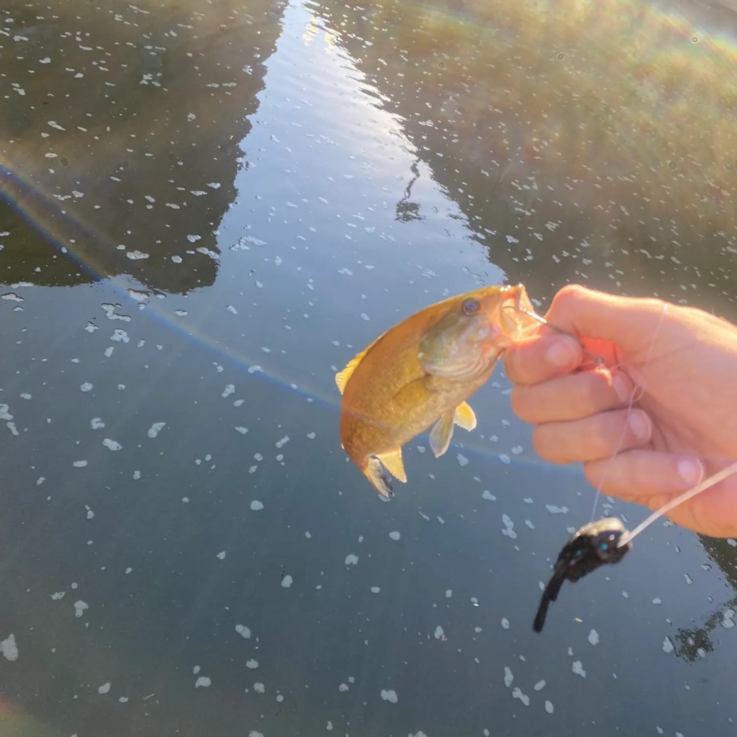 angler catch