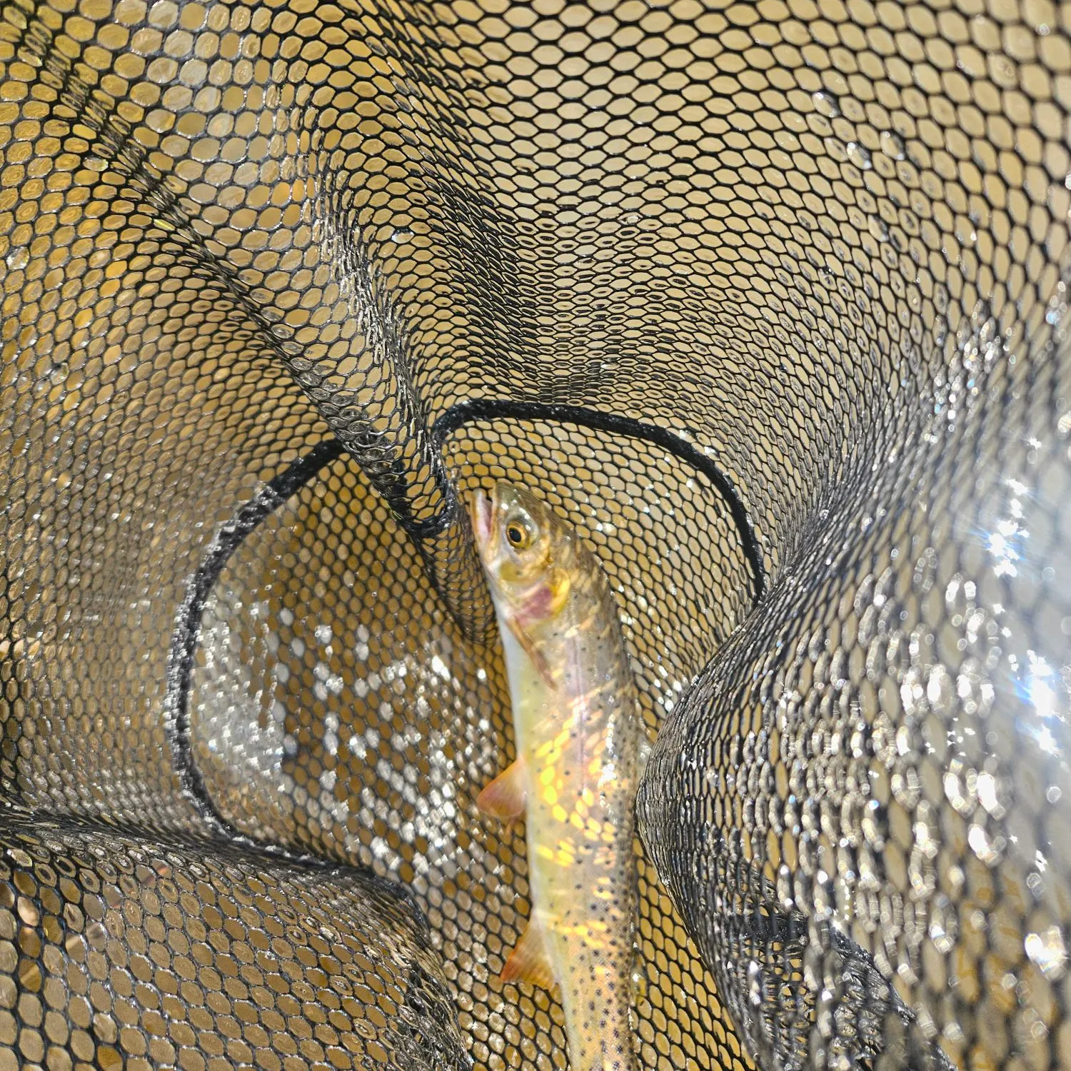 Cutthroat trout caught on Fishbrain