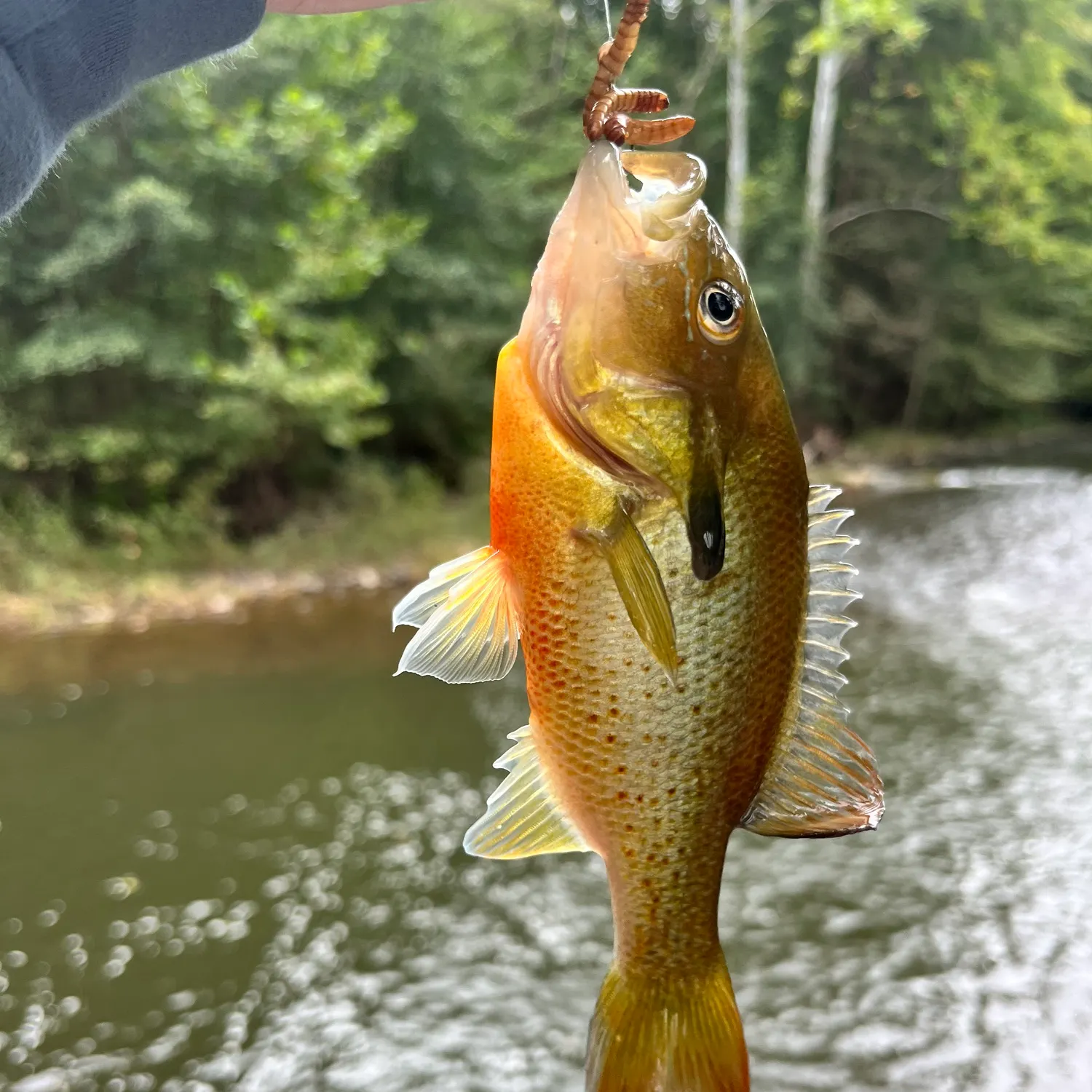 Redbreast sunfish caught on Fishbrain