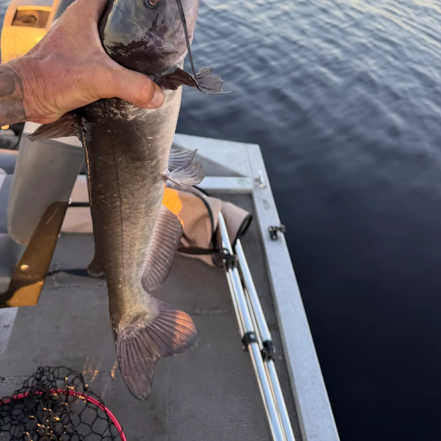 Channel catfish caught on Fishbrain