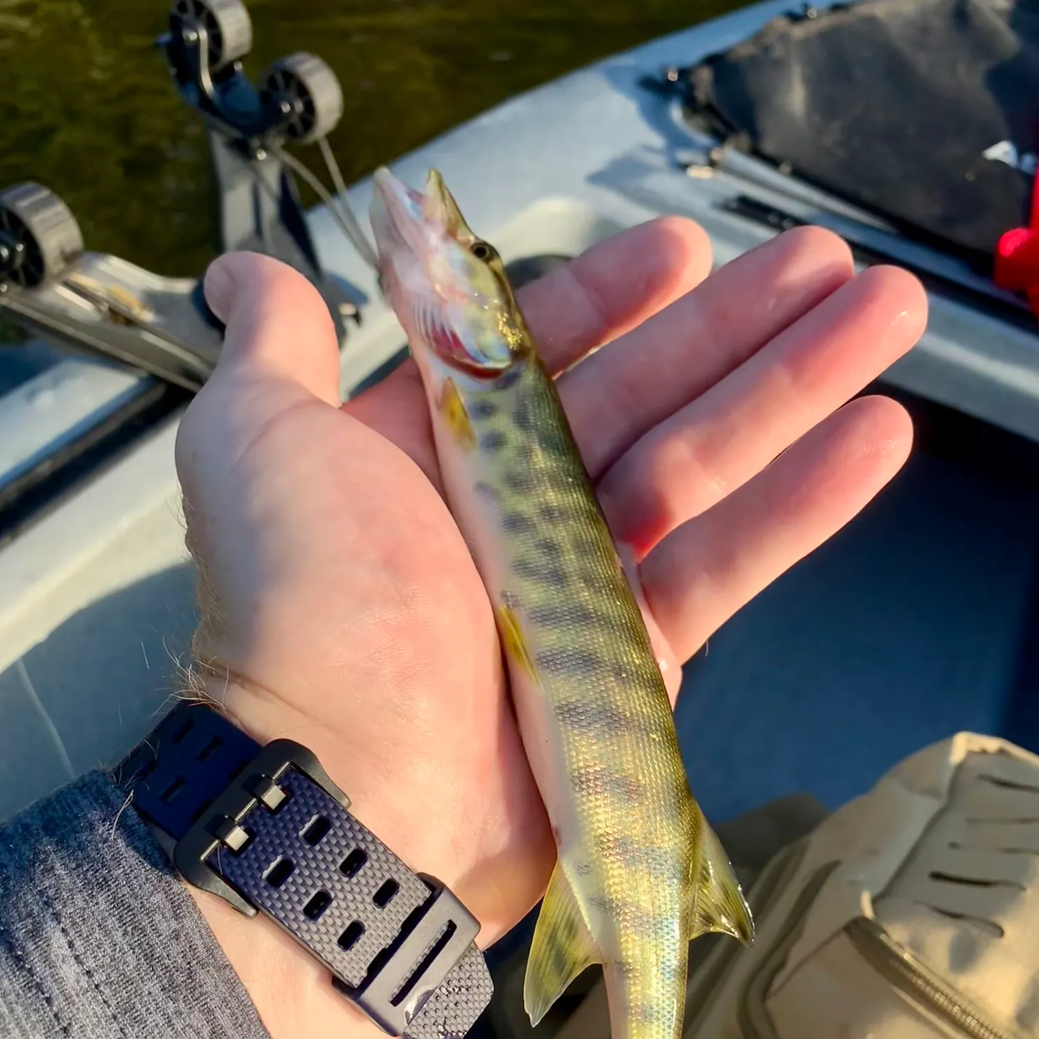 Tiger muskie caught on Fishbrain