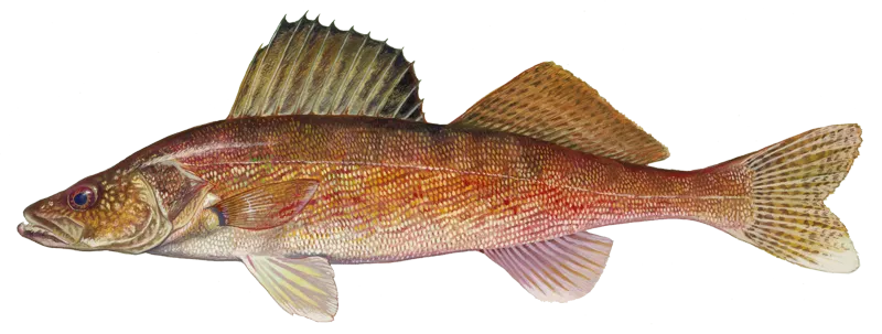 Walleye