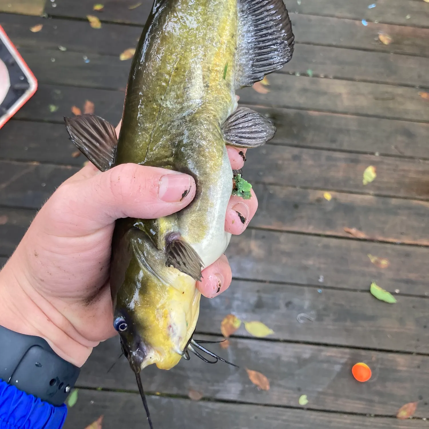 catch