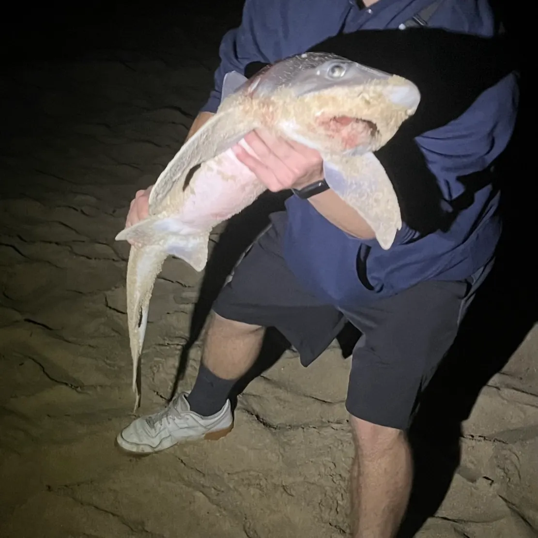 The most recent Piked dogfish catches on Fishbrain