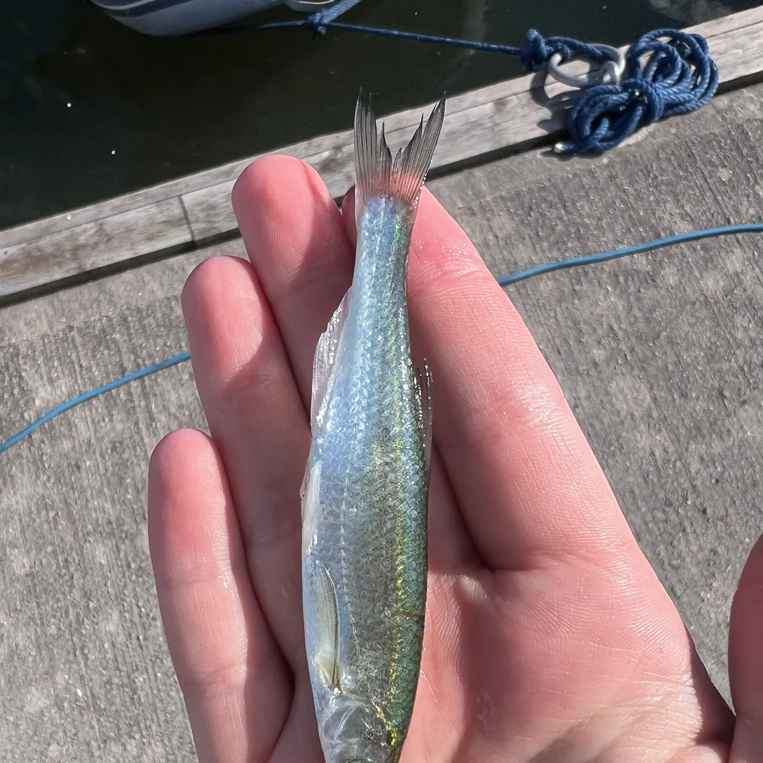 The most recent Vendace catches on Fishbrain