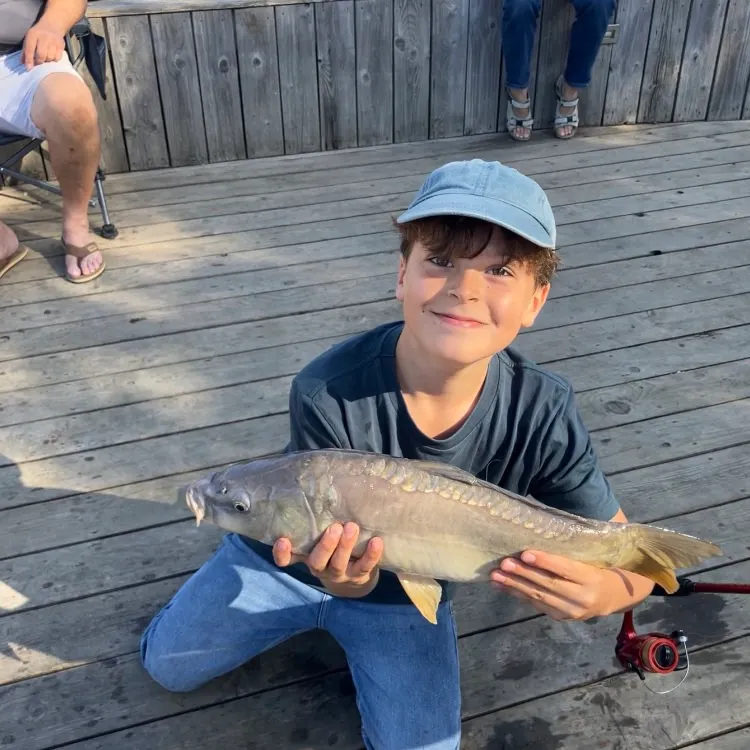 Mirror carp caught on Fishbrain
