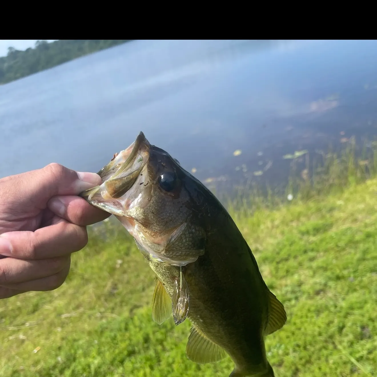 Largemouth bass caught on Fishbrain