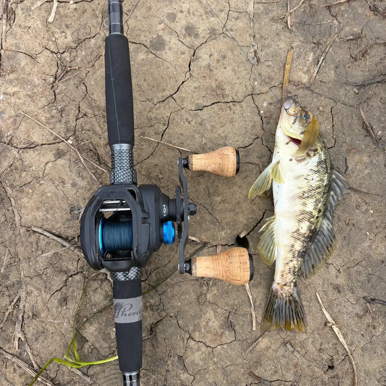 Kelp bass caught on Fishbrain
