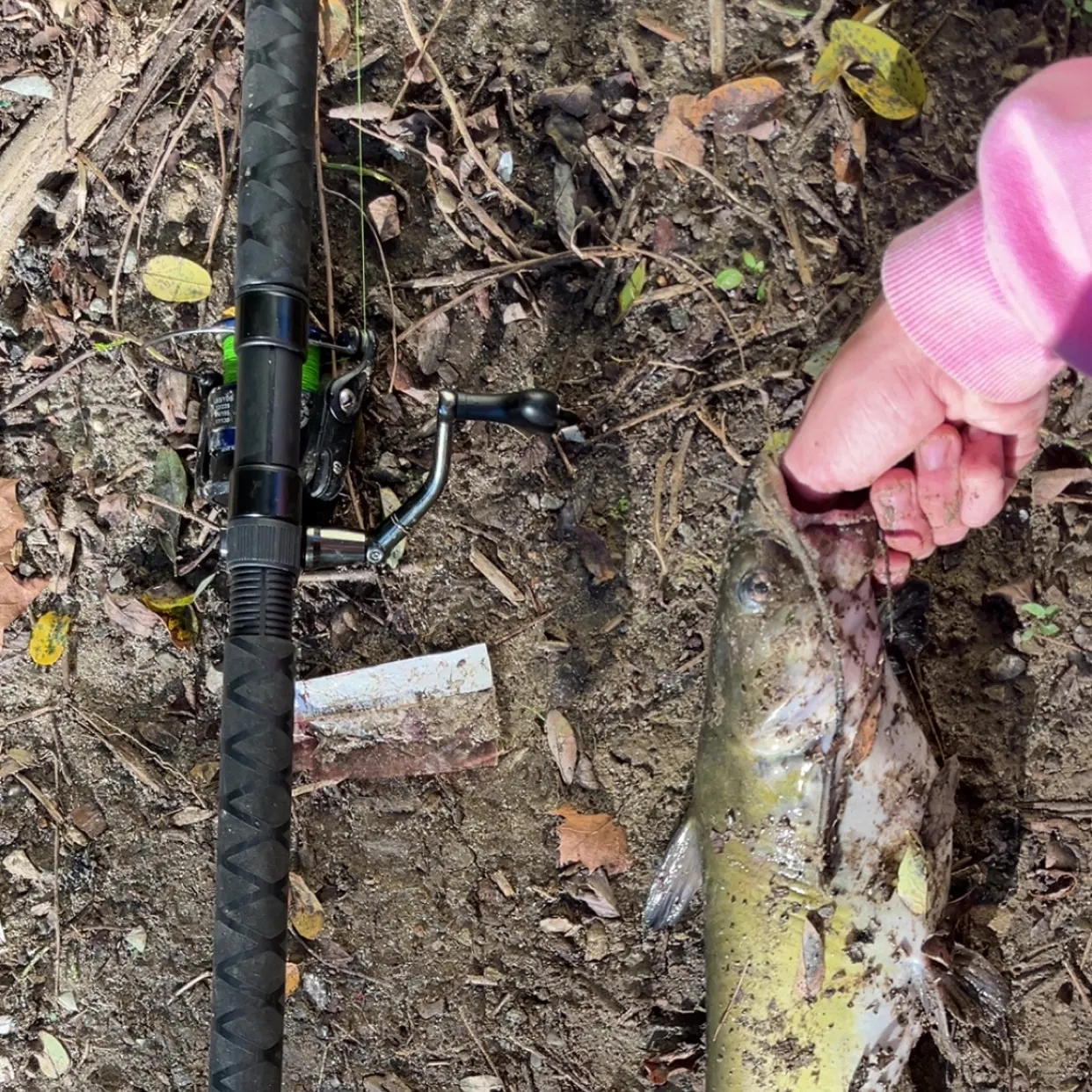 Channel catfish caught on Fishbrain