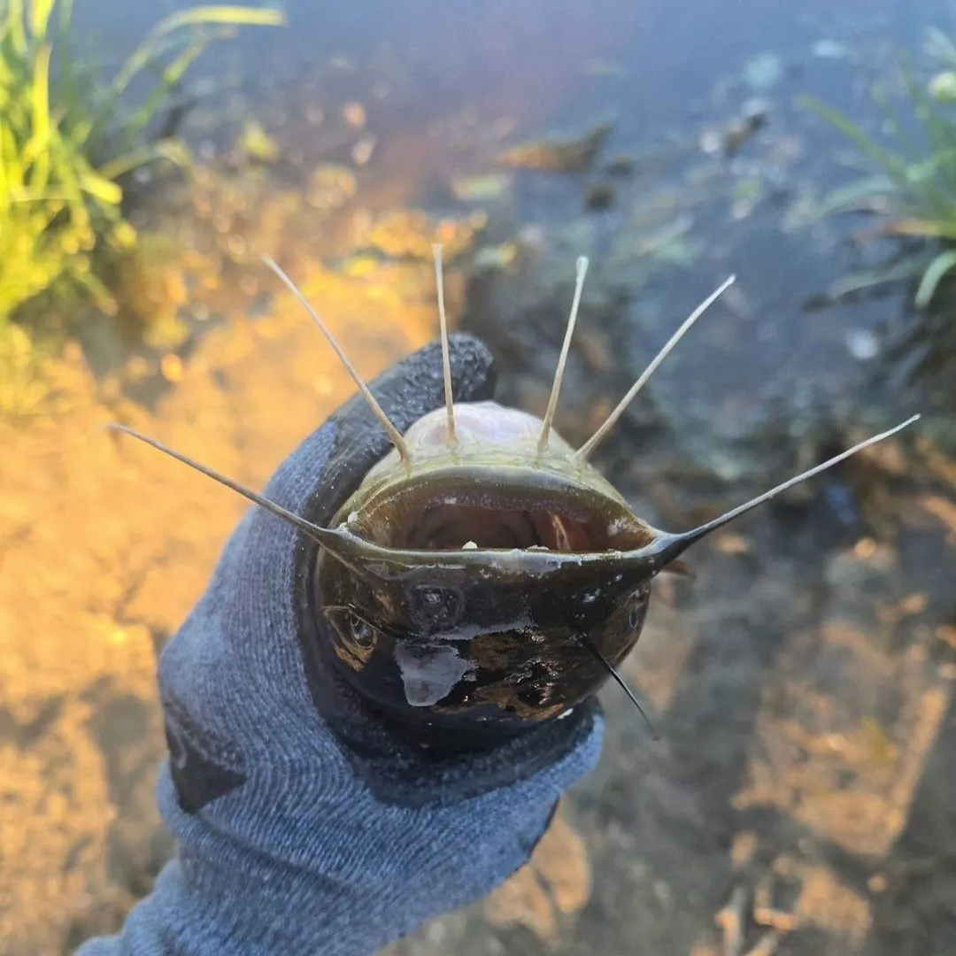 Channel catfish caught on Fishbrain