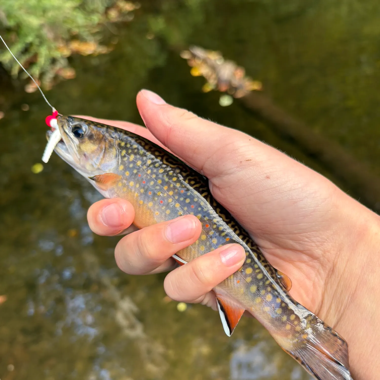 Brook trout caught on Fishbrain