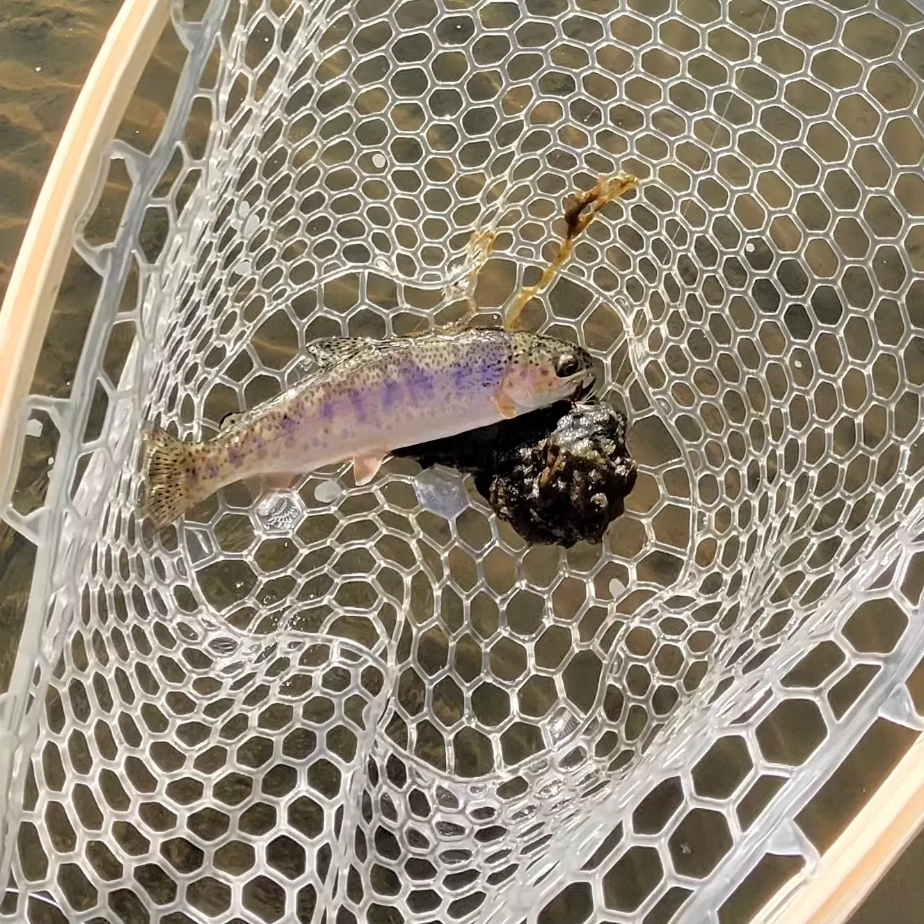 Rainbow trout caught on Fishbrain