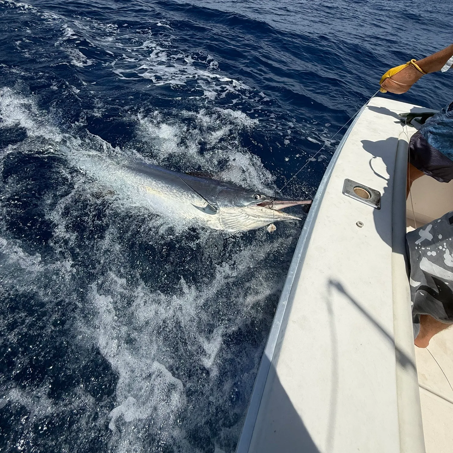 The most recent Black marlin catches on Fishbrain