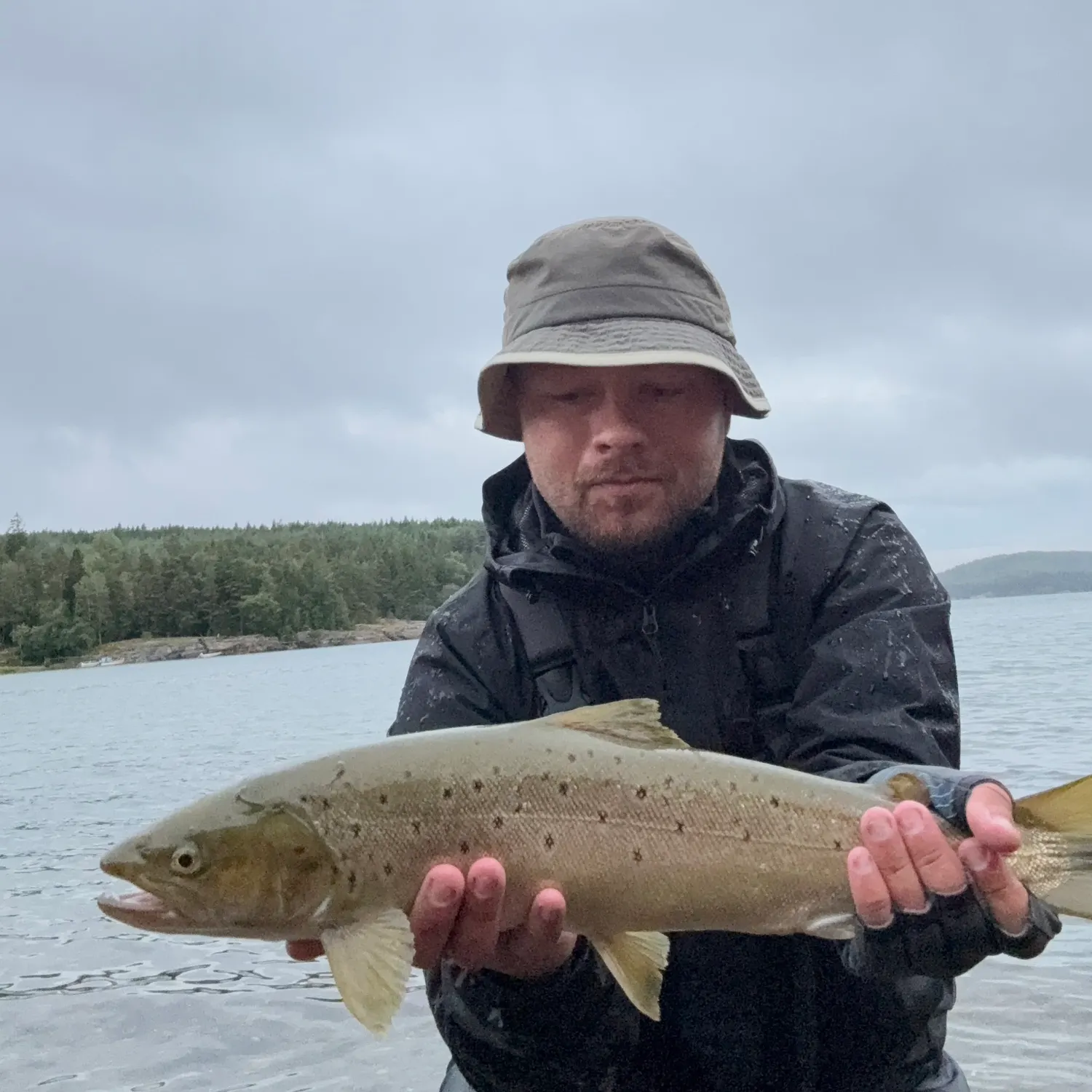 Sea trout caught on Fishbrain