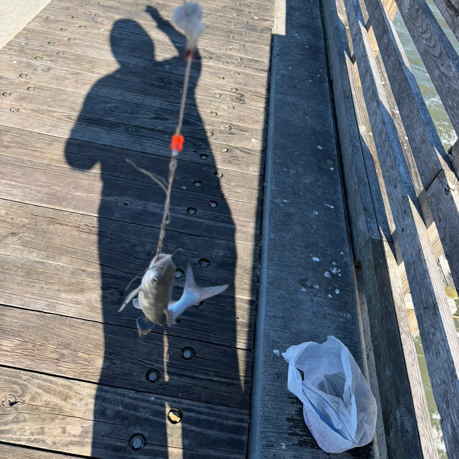 The most recent Gafftopsail sea catfish catches on Fishbrain