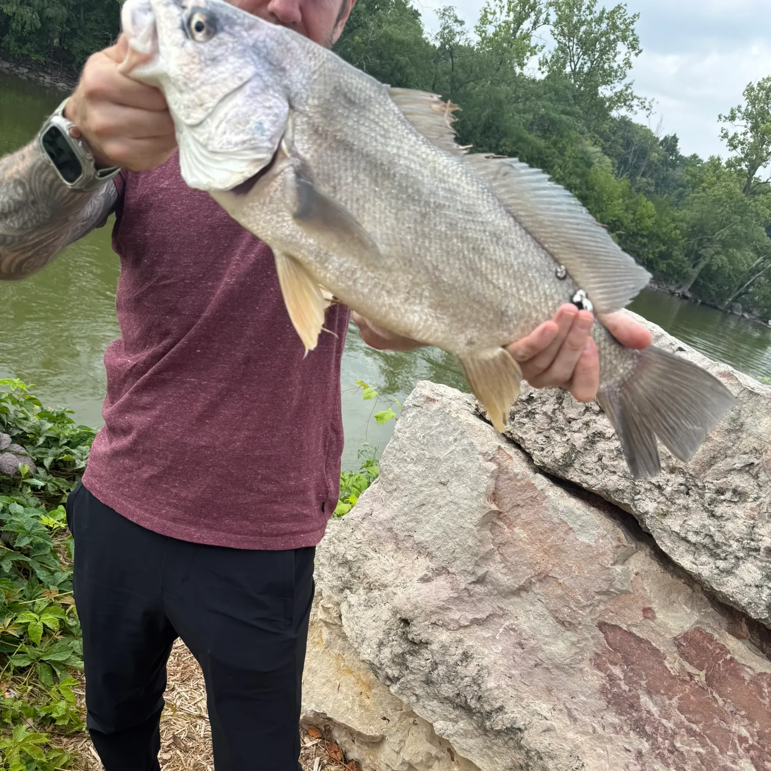 recently logged catches