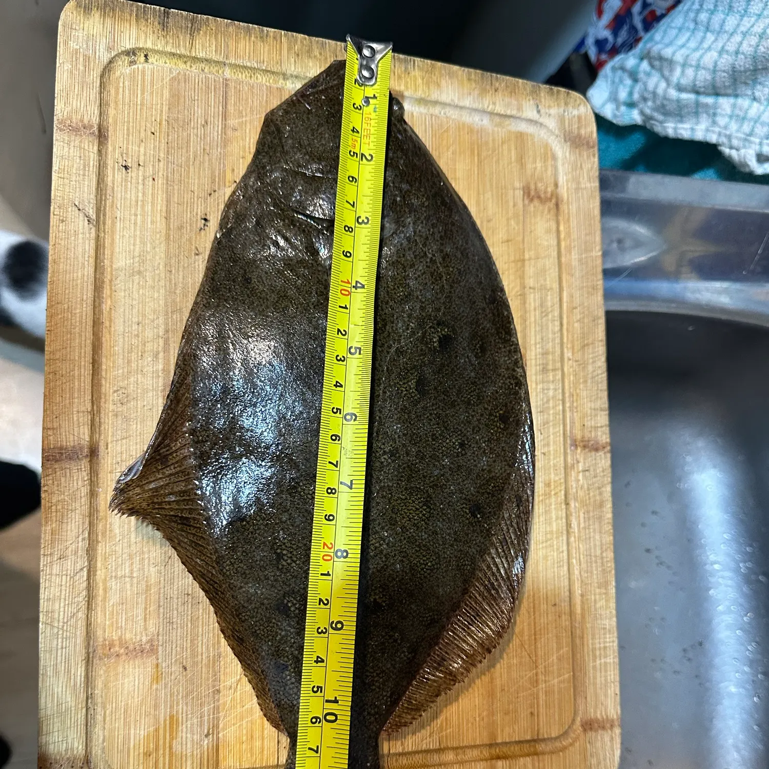 Lenguado de ojos chicos caught on Fishbrain
