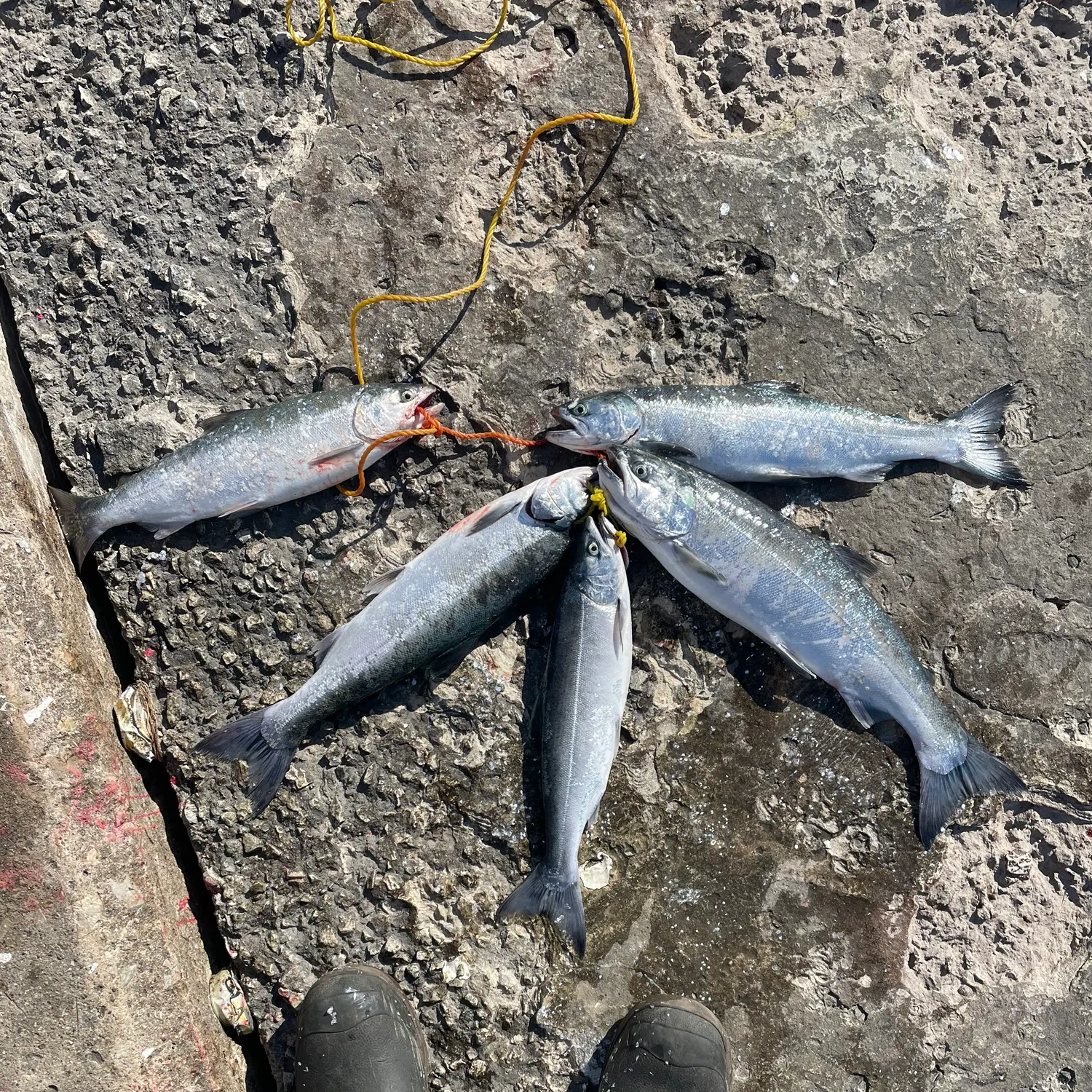 The most recent Coho salmon catches on Fishbrain