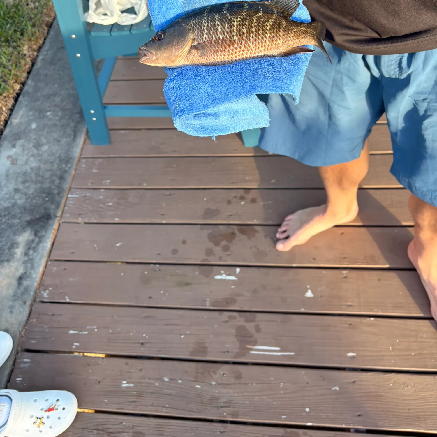 The most recent Mangrove snapper catches on Fishbrain