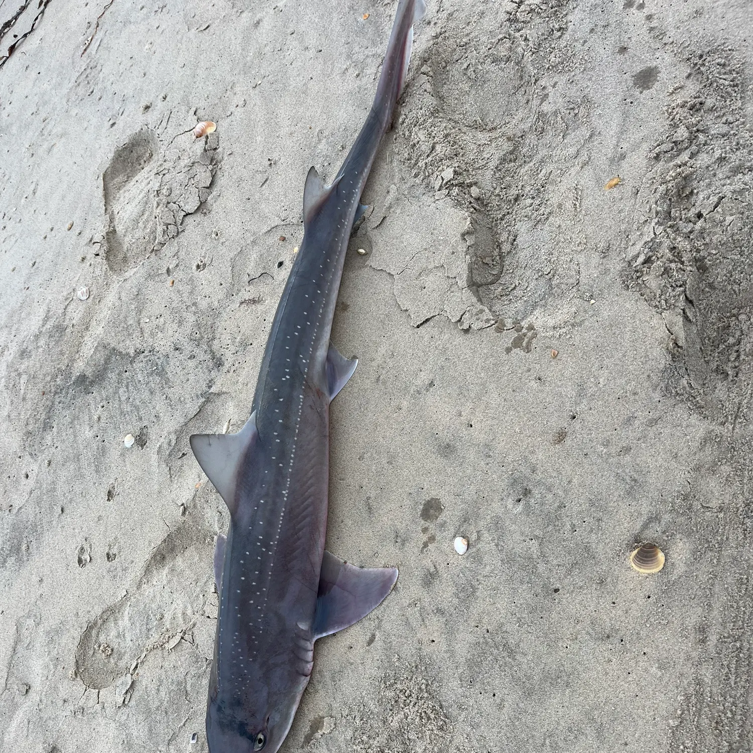 The most recent Gummy shark catches on Fishbrain