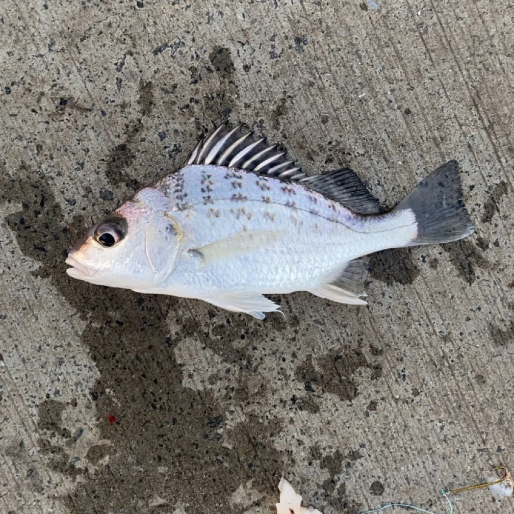 The most recent Javelin grunter catches on Fishbrain