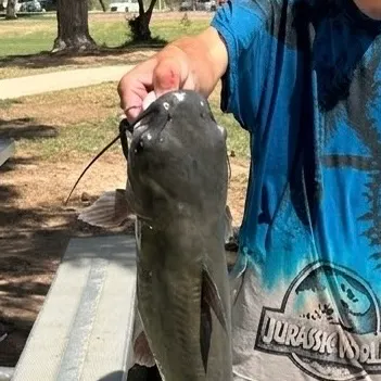 Channel catfish caught on Fishbrain