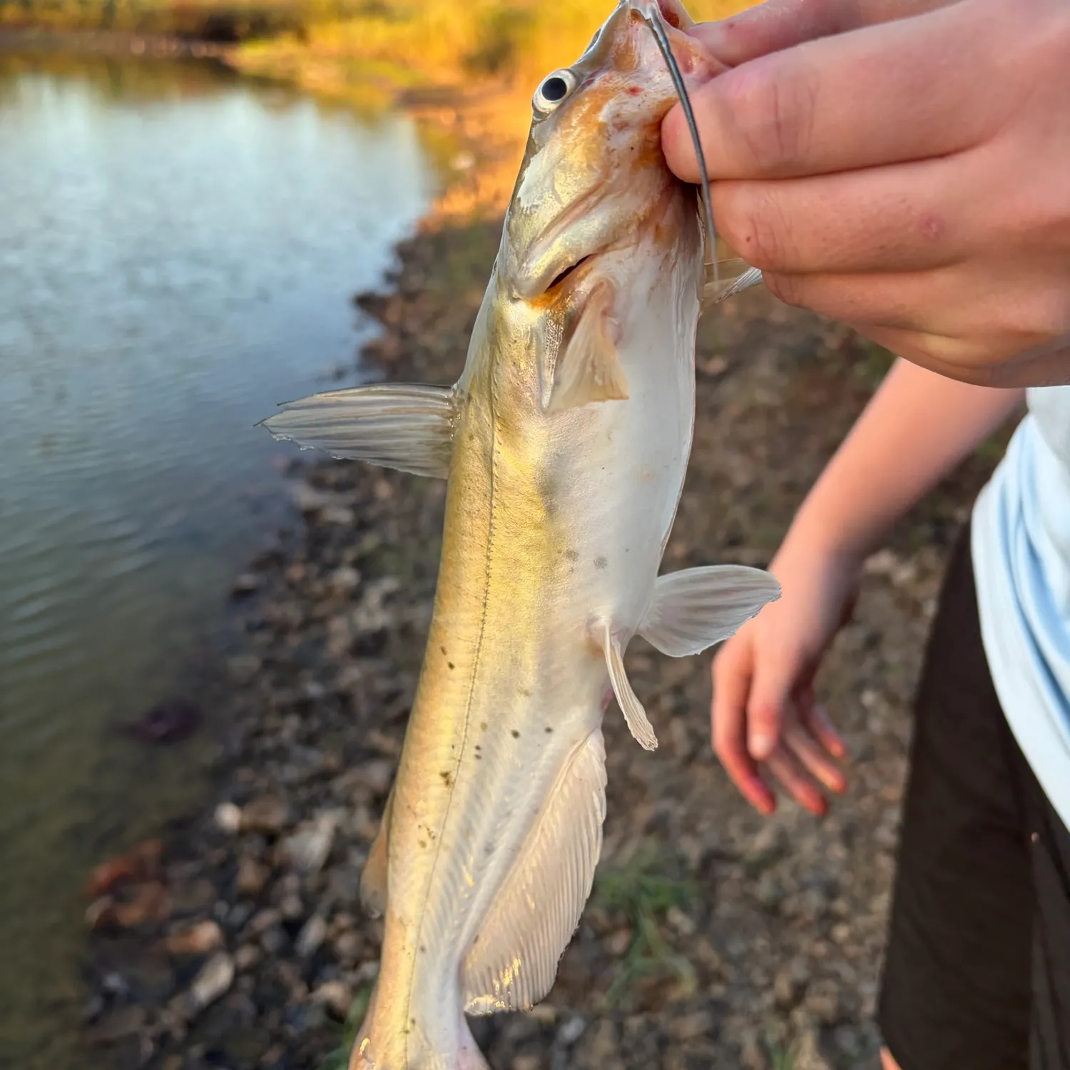 The most recent Golden redhorse catches on Fishbrain