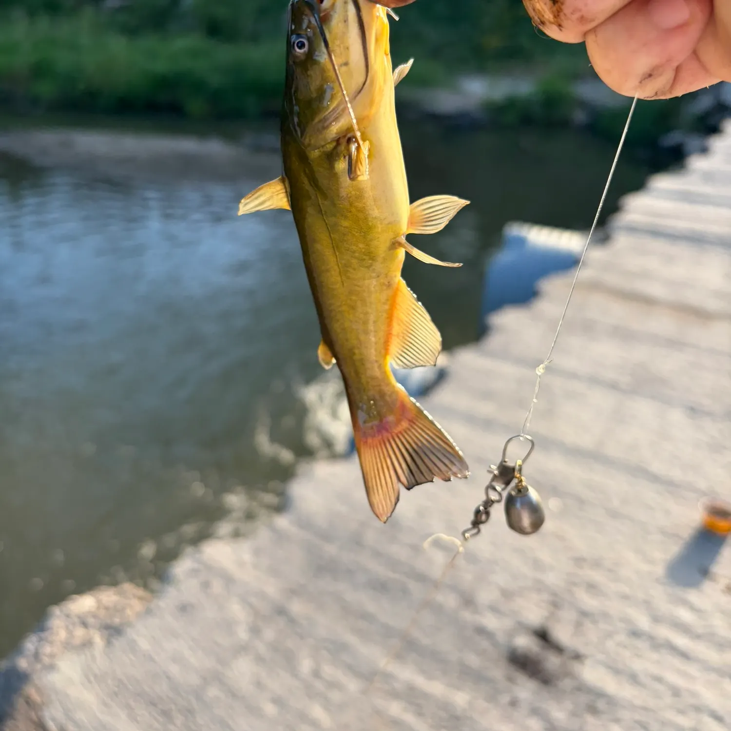 Yellow bullhead caught on Fishbrain