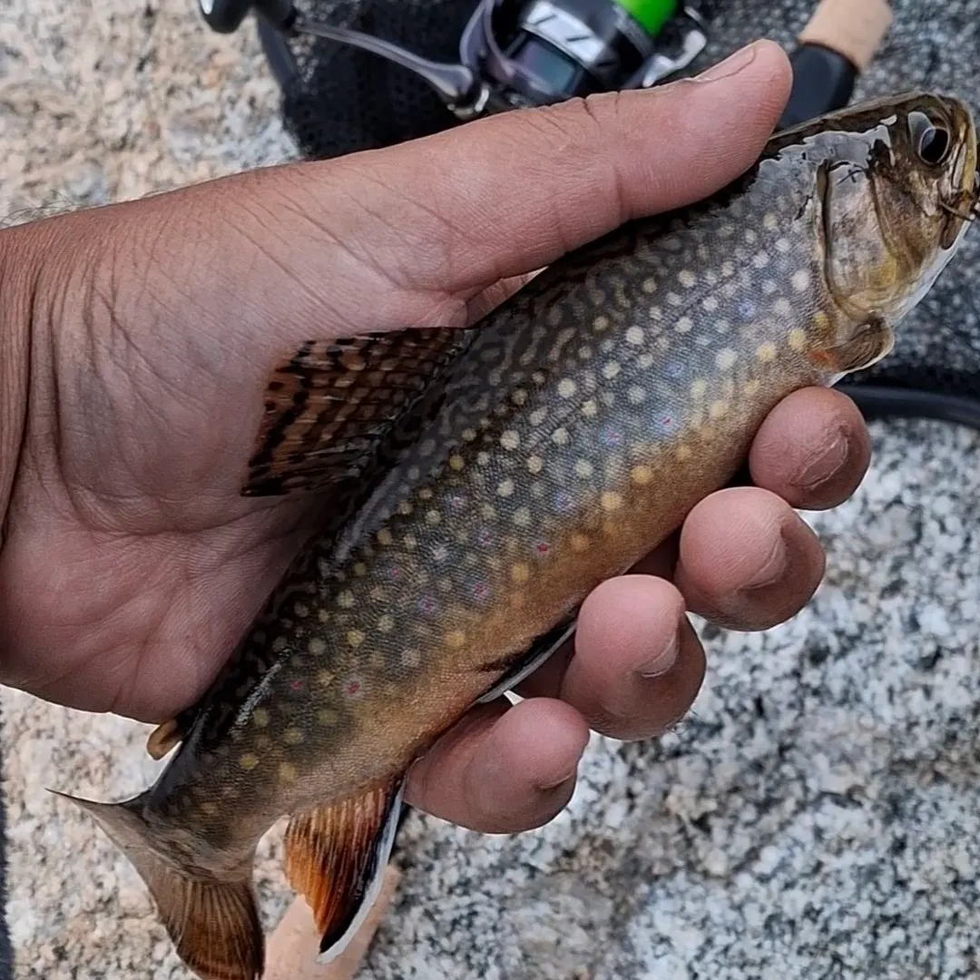 Brook trout caught on Fishbrain
