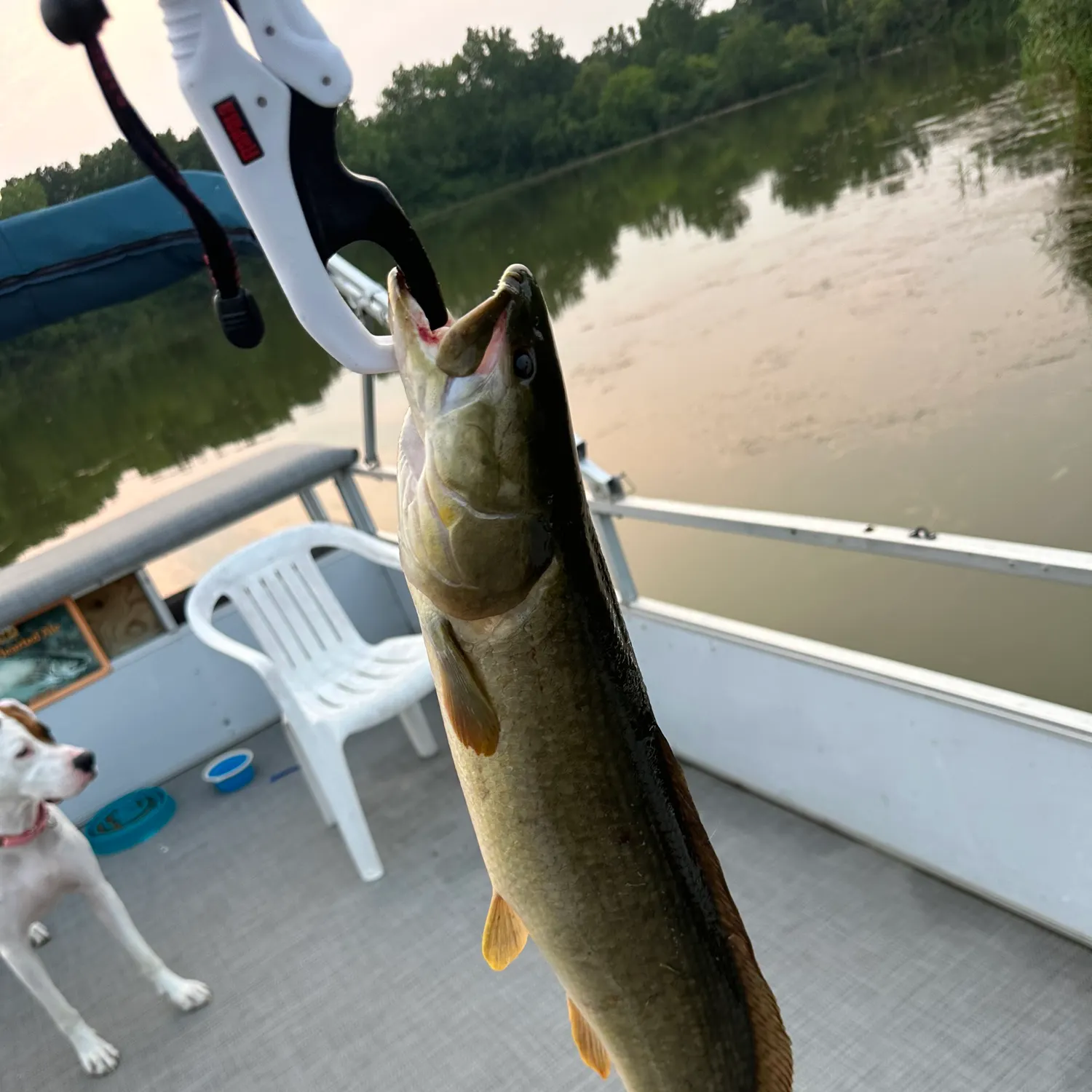 Eyetail bowfin caught on Fishbrain