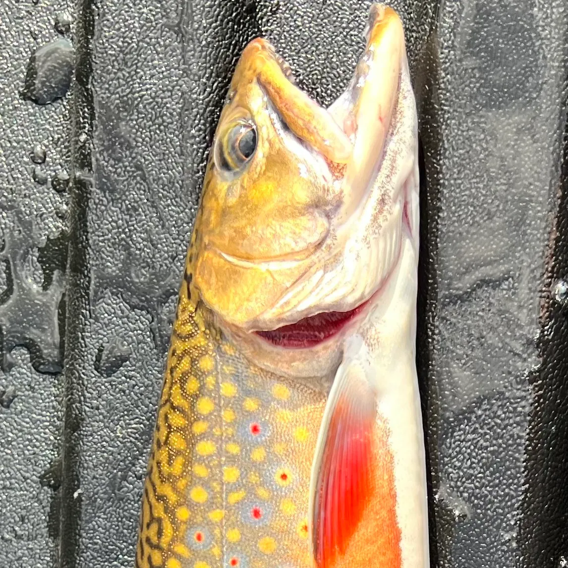 Brook trout caught on Fishbrain