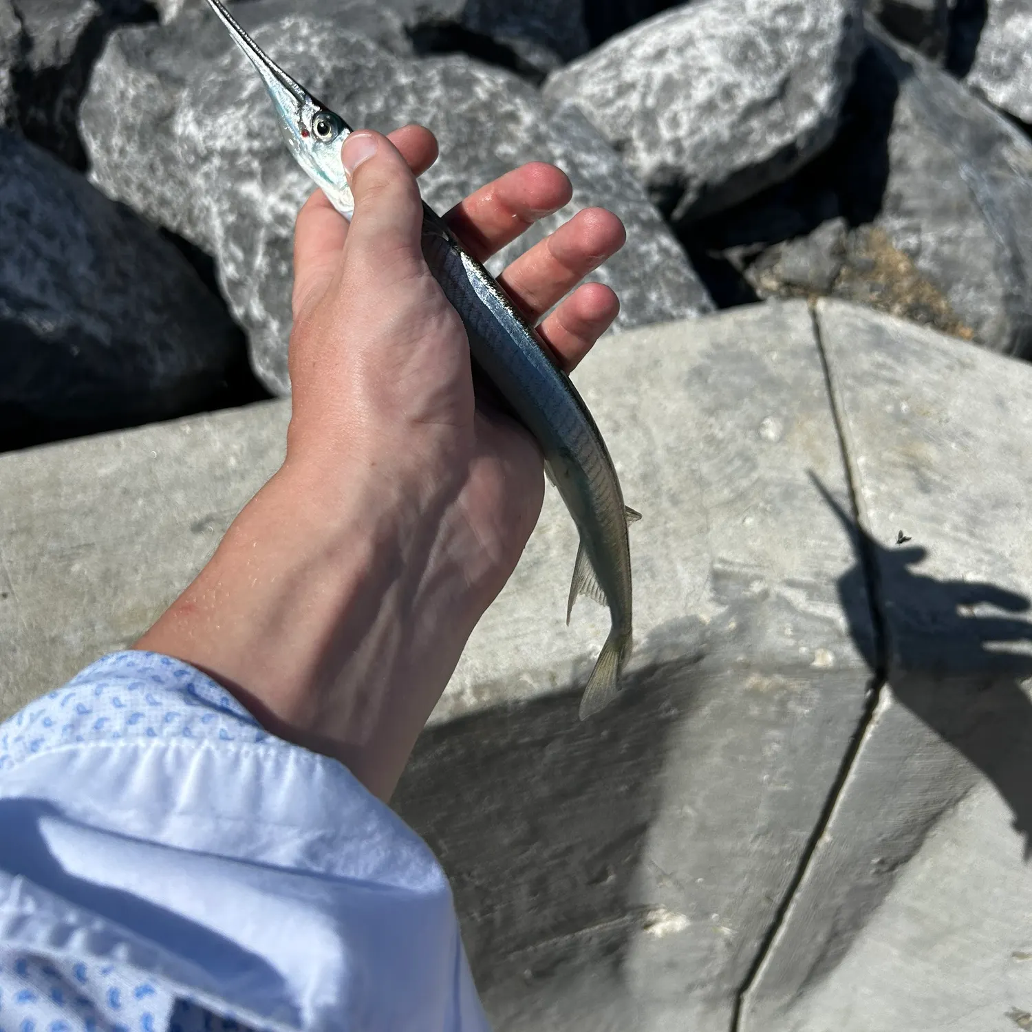 The most recent Hound needlefish catches on Fishbrain