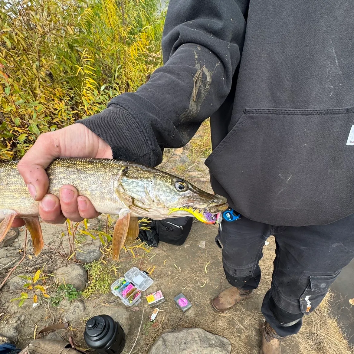 Northern pike caught on Fishbrain