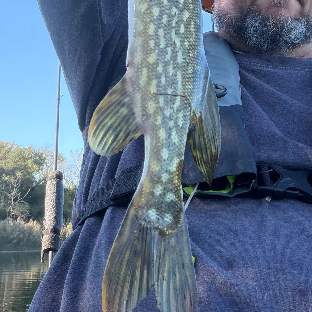 Northern pike caught on Fishbrain