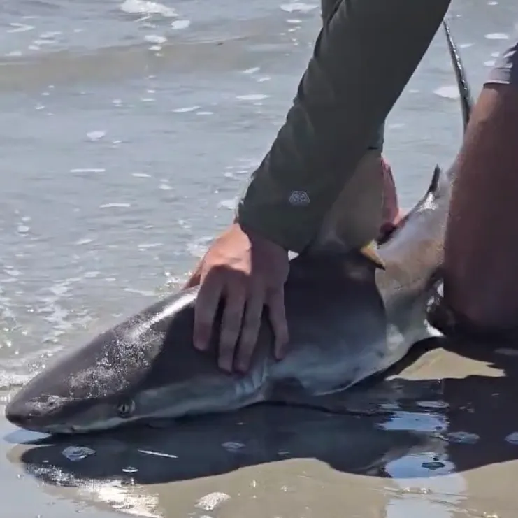 The most recent Blacknose shark catches on Fishbrain