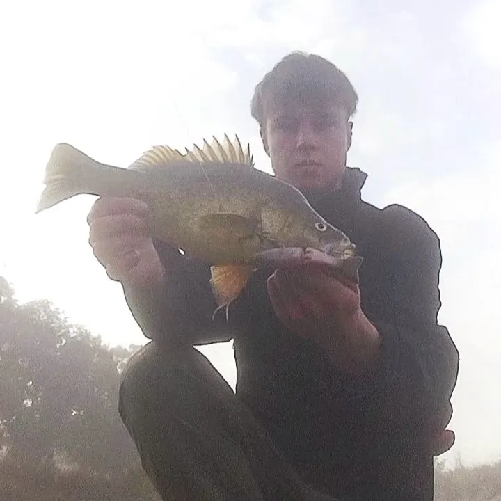 The most recent Golden perch catches on Fishbrain