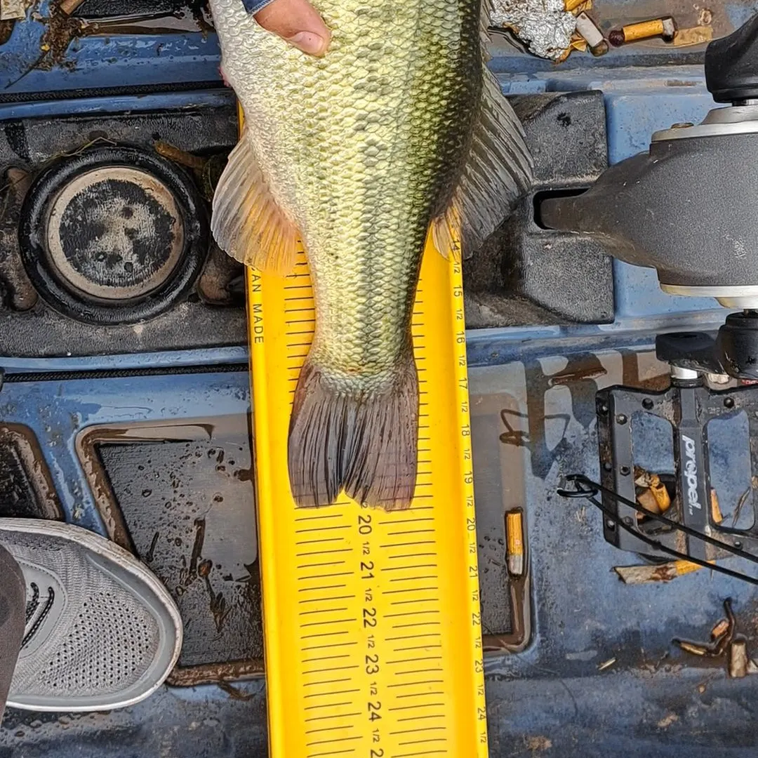 Largemouth bass caught on Fishbrain