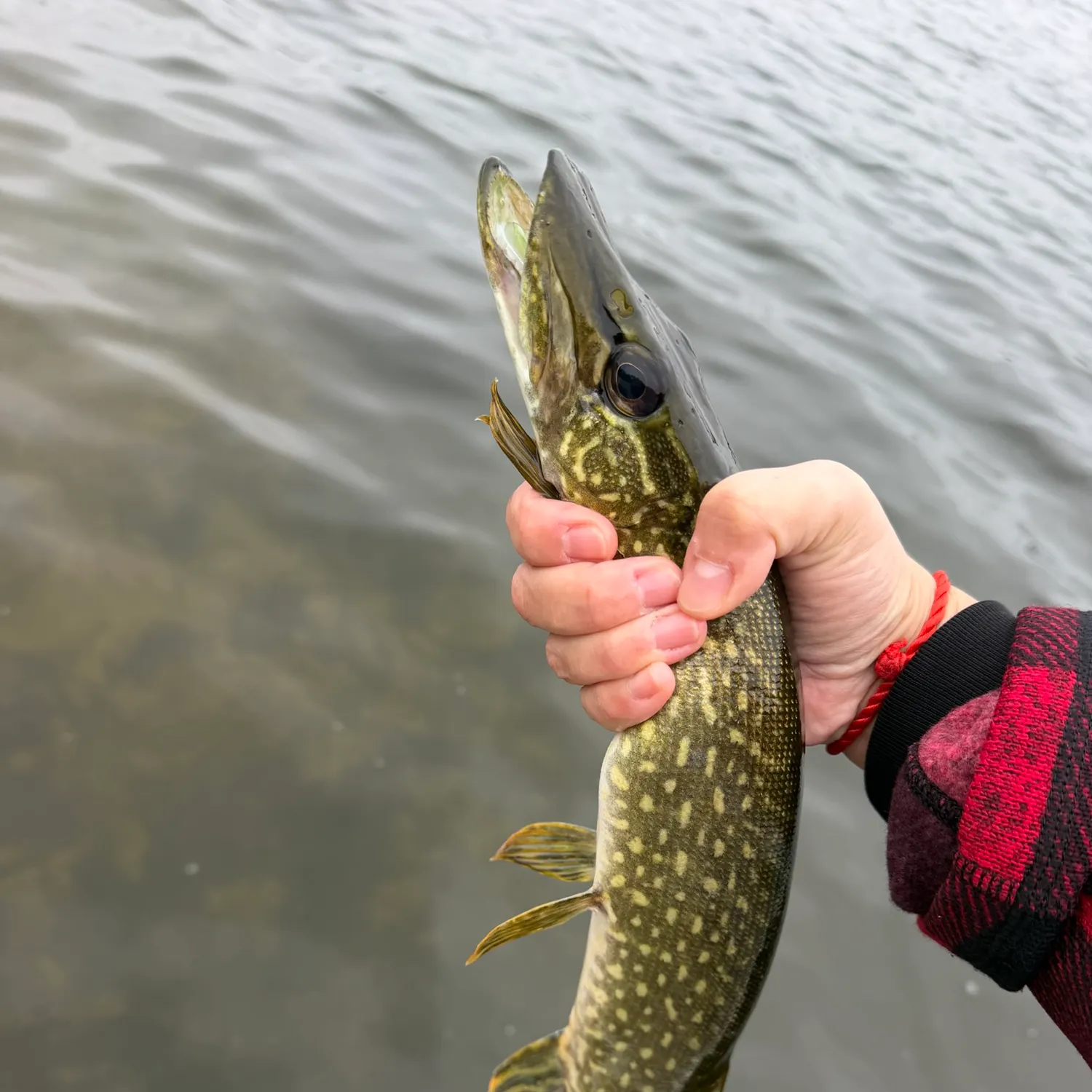 Northern pike caught on Fishbrain