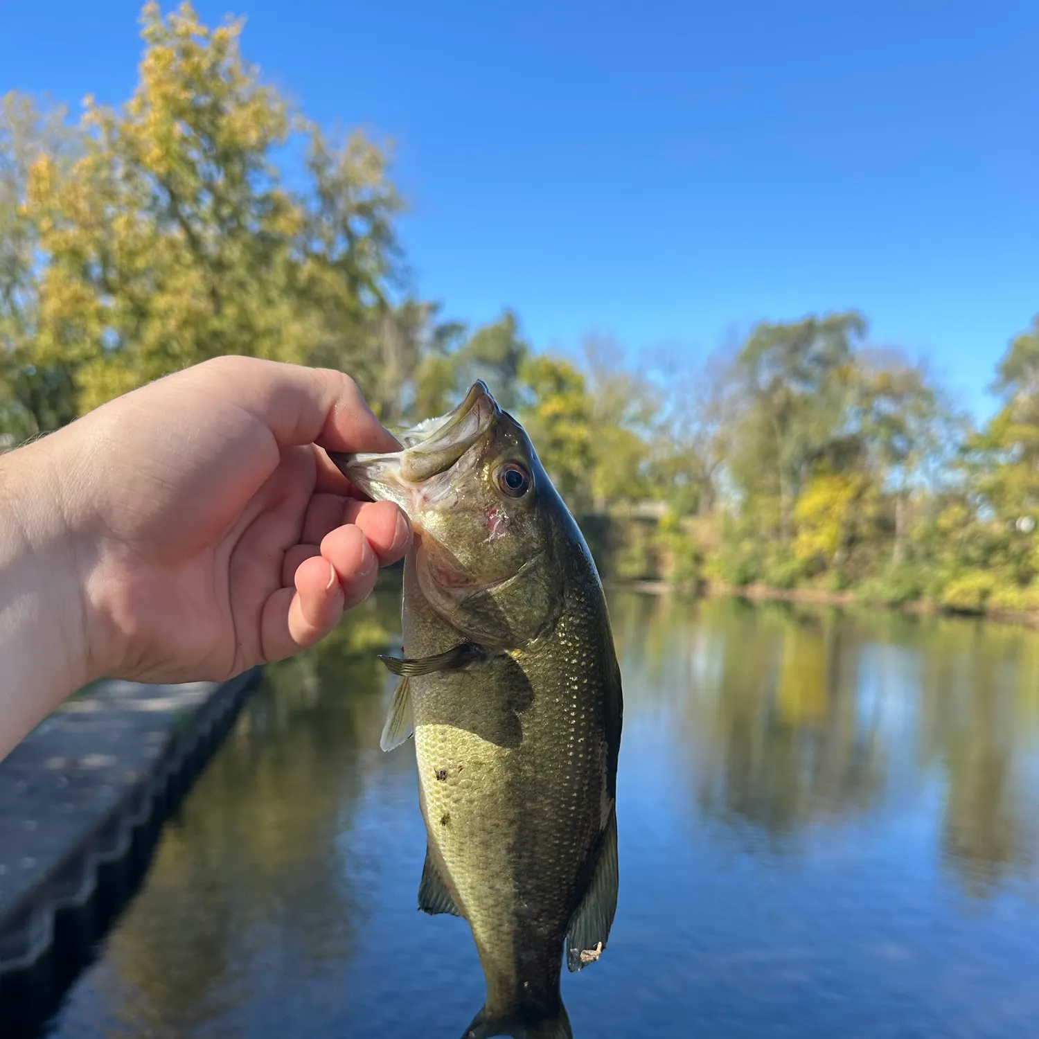 Largemouth bass caught on Fishbrain