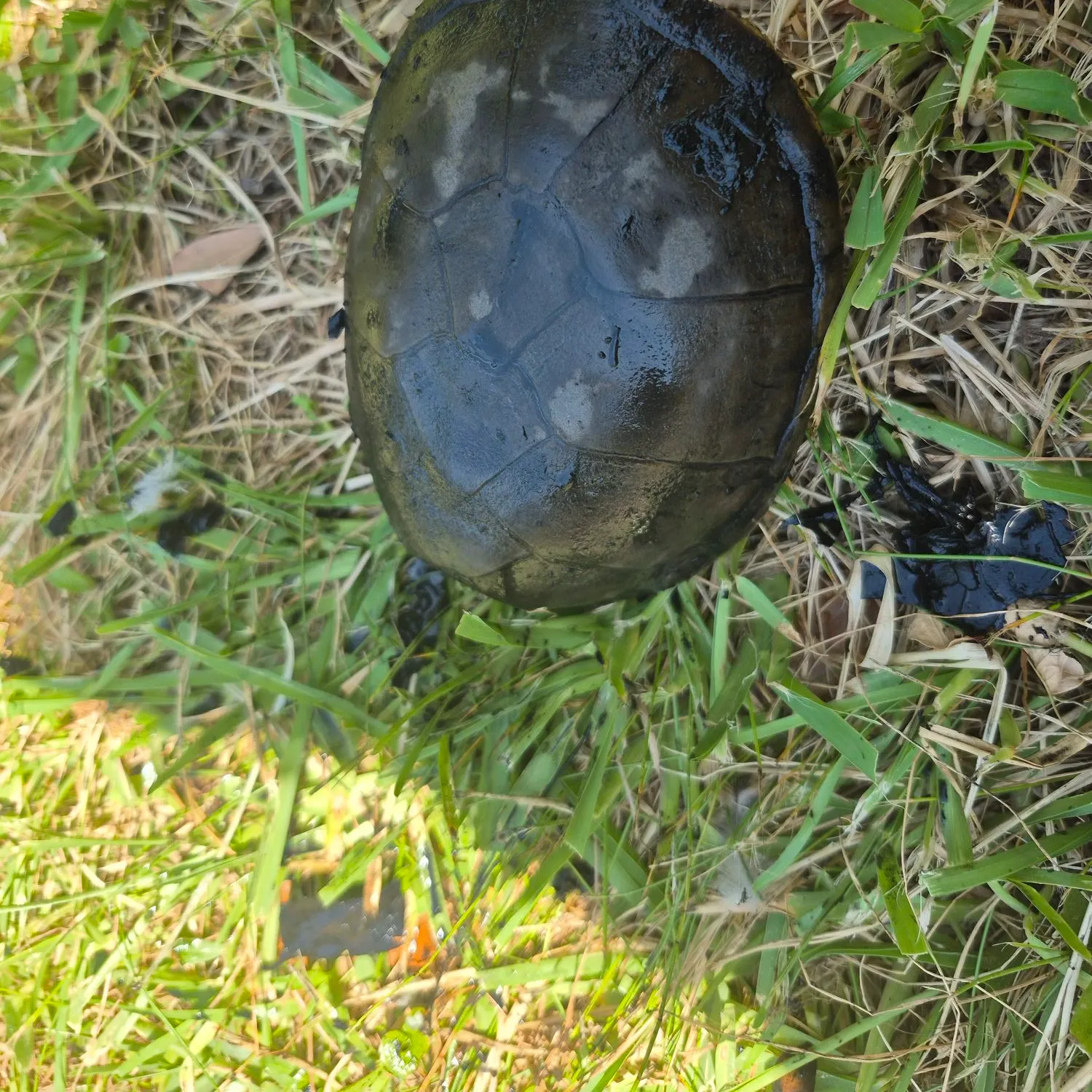 The most recent Eastern musk turtle catches on Fishbrain